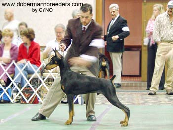 Anozira dobermans hot sale